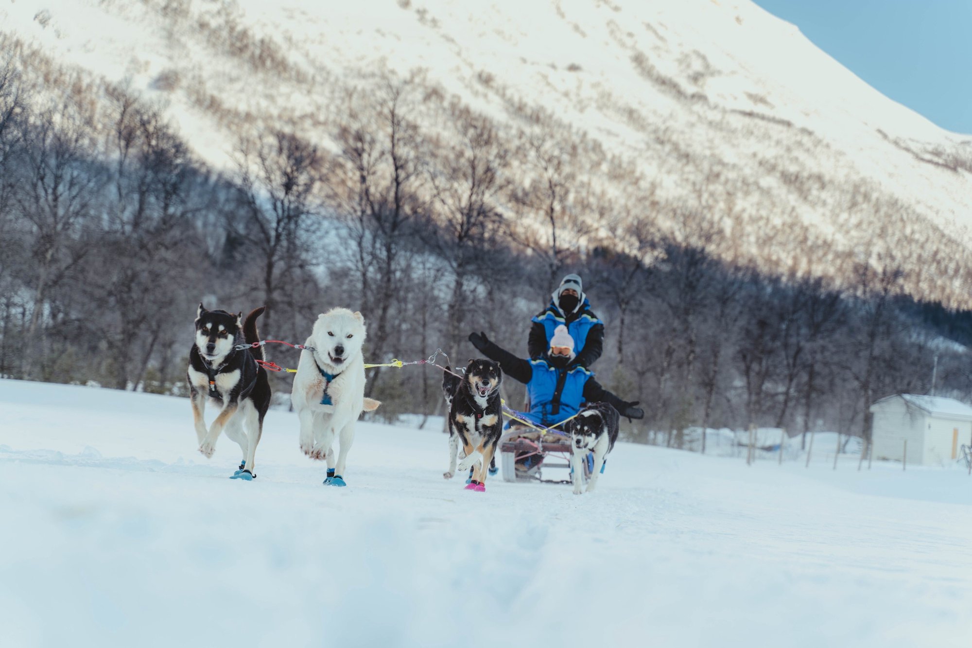 Babang_Aurora_Alps_Husky_Norway_Norwegian_Travel_DSC09723