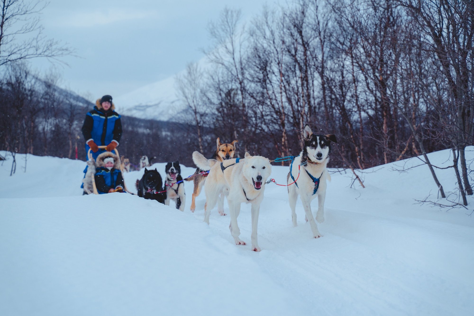 Babang_Husky_Camp_Tamok_Tromsø_Norway_Norwegian_Travel_DSC09543 copy-1