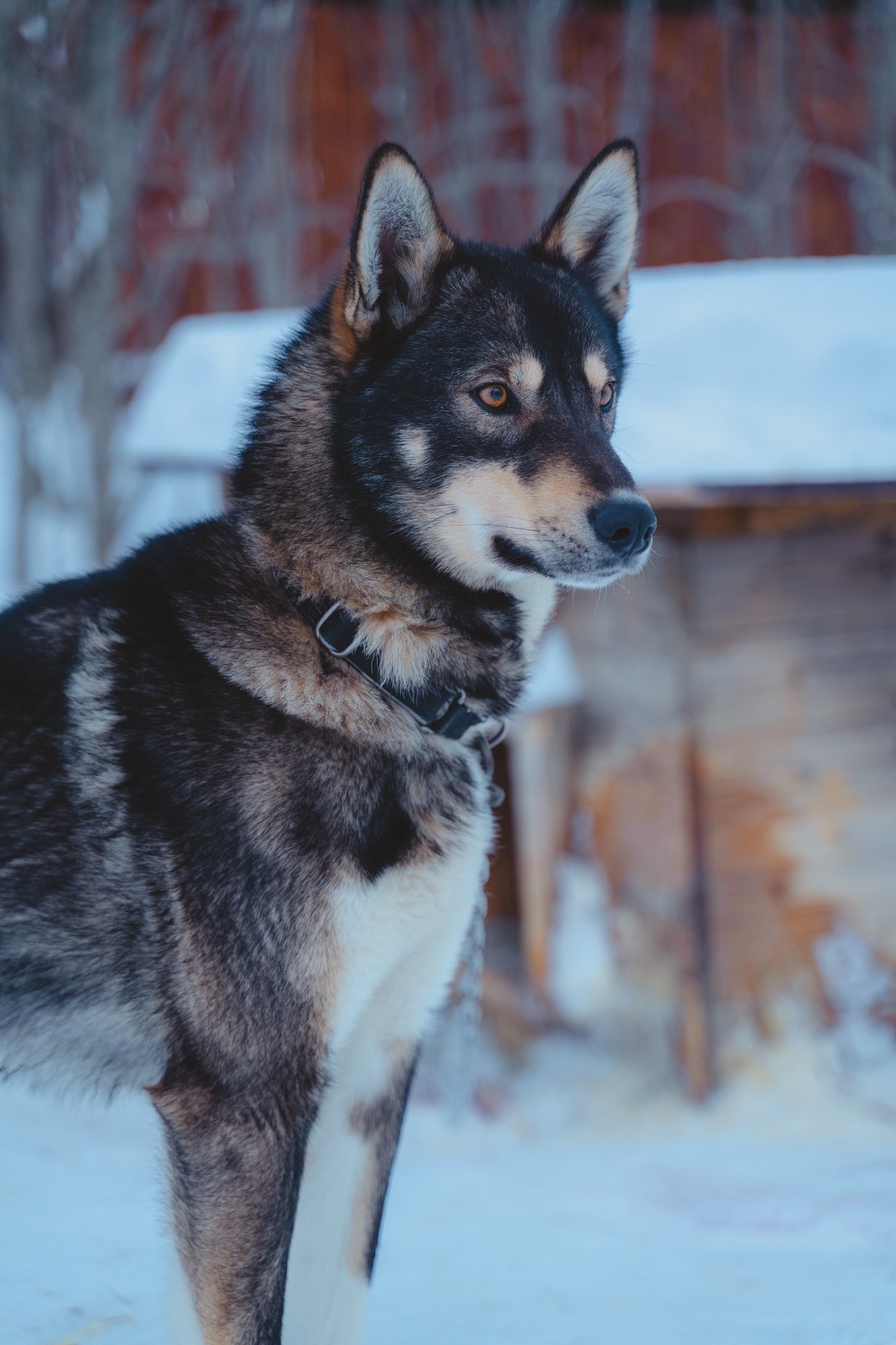 Babang_Husky_Camp_Tamok_Tromsø_Norway_Norwegian_Travel_DSC09566