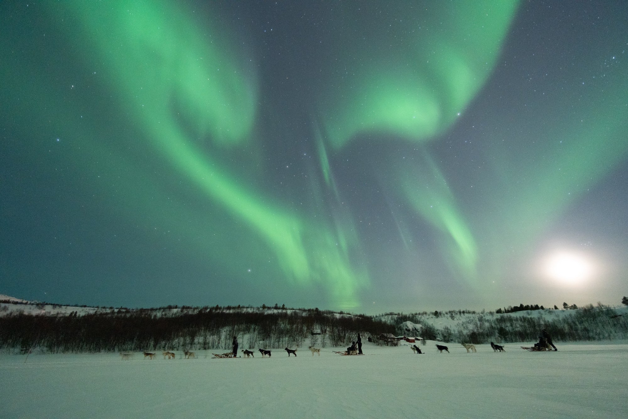 Babang_Kirkenes_Husky_Norway_Norwegian_Travel_DSC01559 copy-1