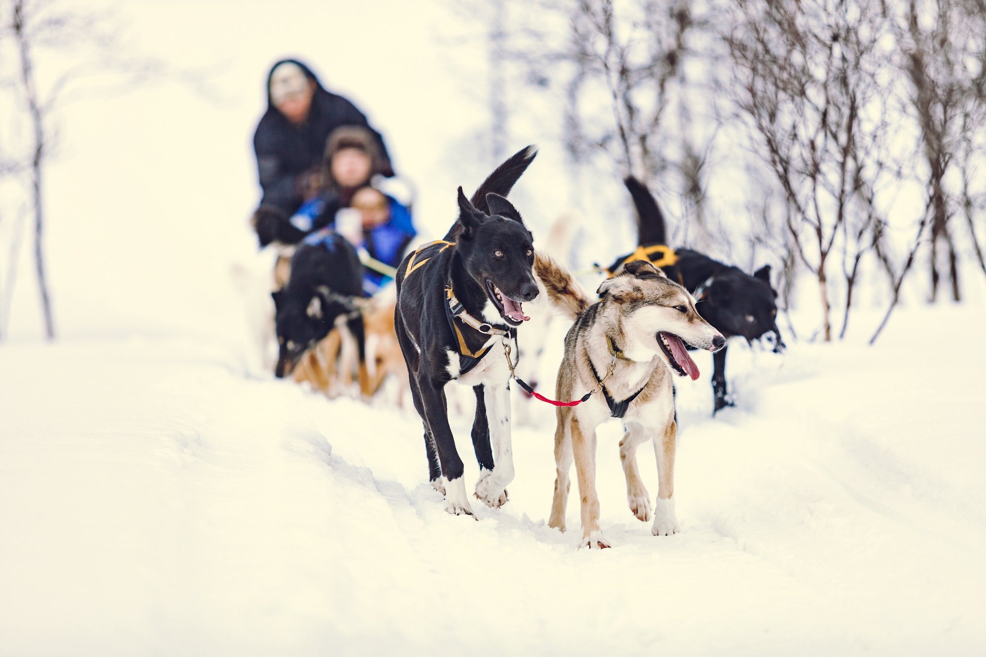 Husky_Camp_Tamok_Tromsø_Norway_Norwegian_Travel_IMG_0552