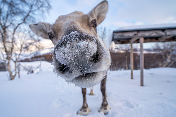 A reindeer with a fluffy snout enjoying a white morning during winter