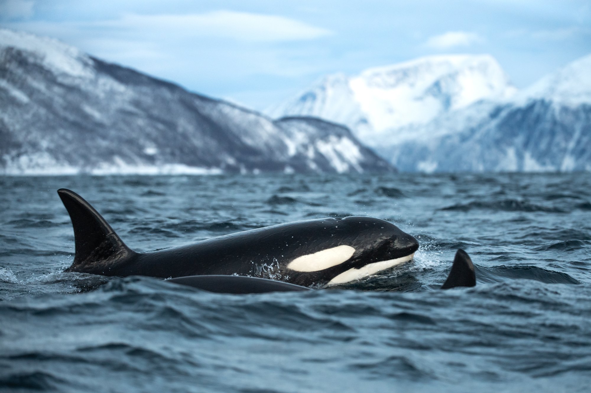 Roger_Brendhagen_Whatle_Safari_Tromso_Norway_Norwegian_Travel_1-12