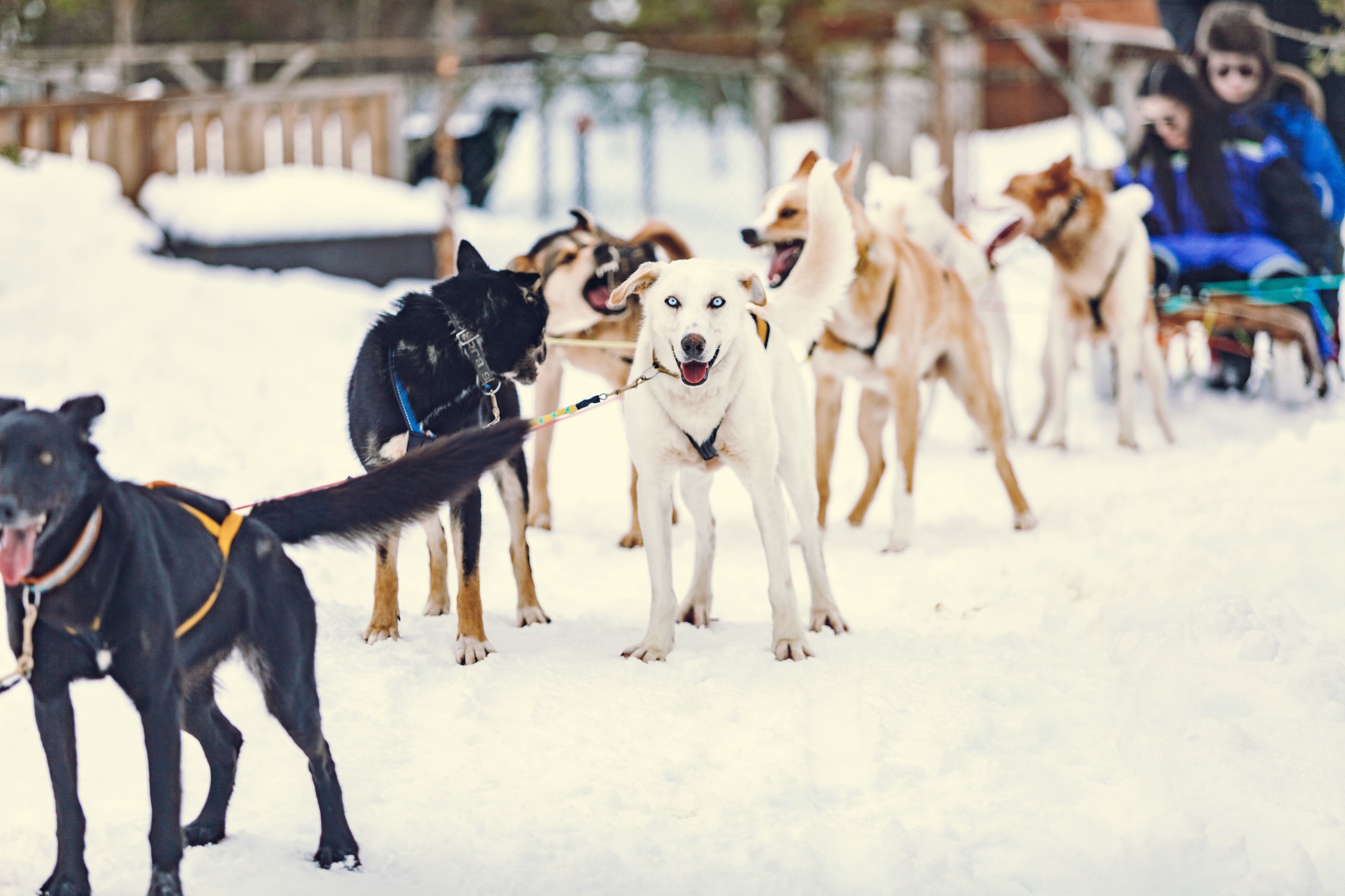 Husky_Camp_Tamok_Tromsø_Norway_Norwegian_Travel_IMG_0520