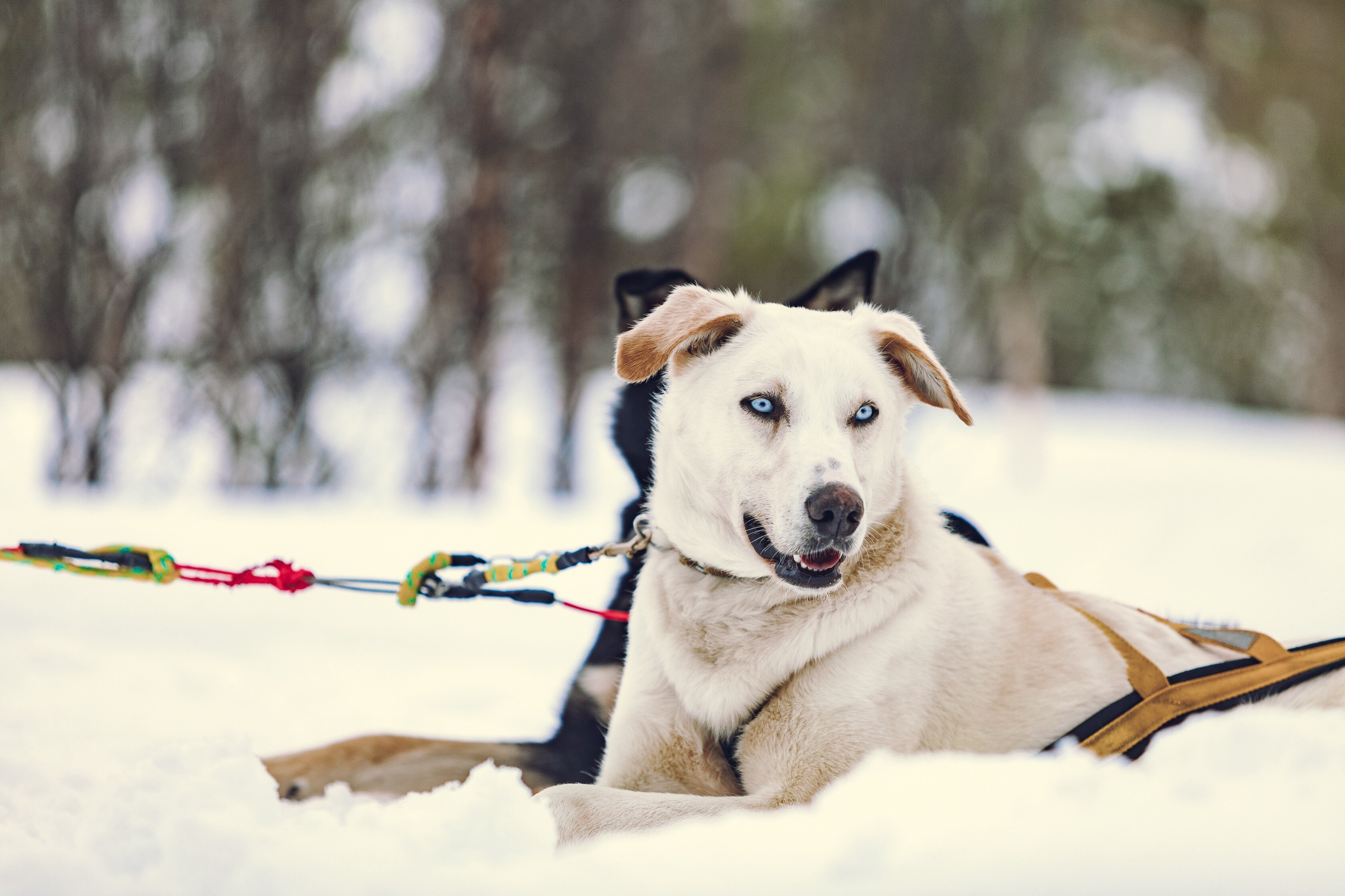 Husky_Camp_Tamok_Tromsø_Norway_Norwegian_Travel_IMG_3